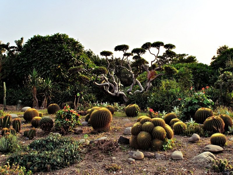 Cactus Garden (Chandigarh Botanical Garden & Nature Park)